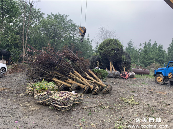 綠化苗木桂花樹裝車發(fā)貨
